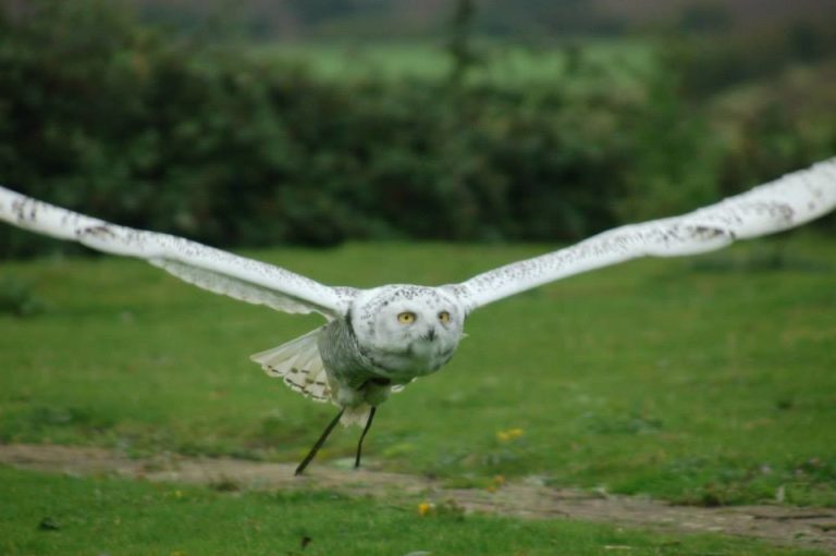 Child-friendly day out at the raptor foundation