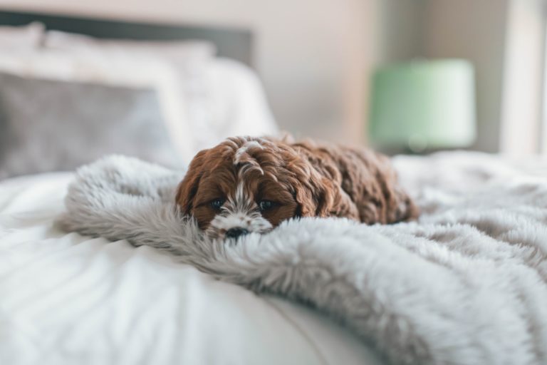 work-from-away checklist: home comforts