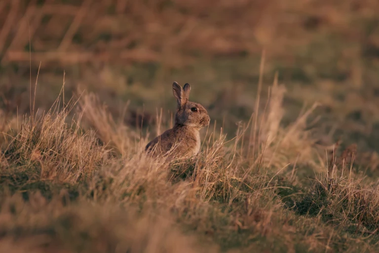 A small brown rabbit looking out of the grass